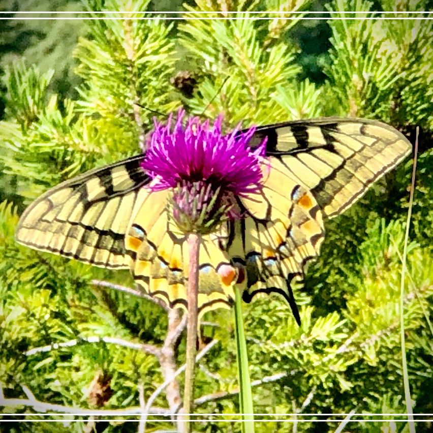 Bild enthält, Flower, Plant, Thistle, Tree, Animal, Bird