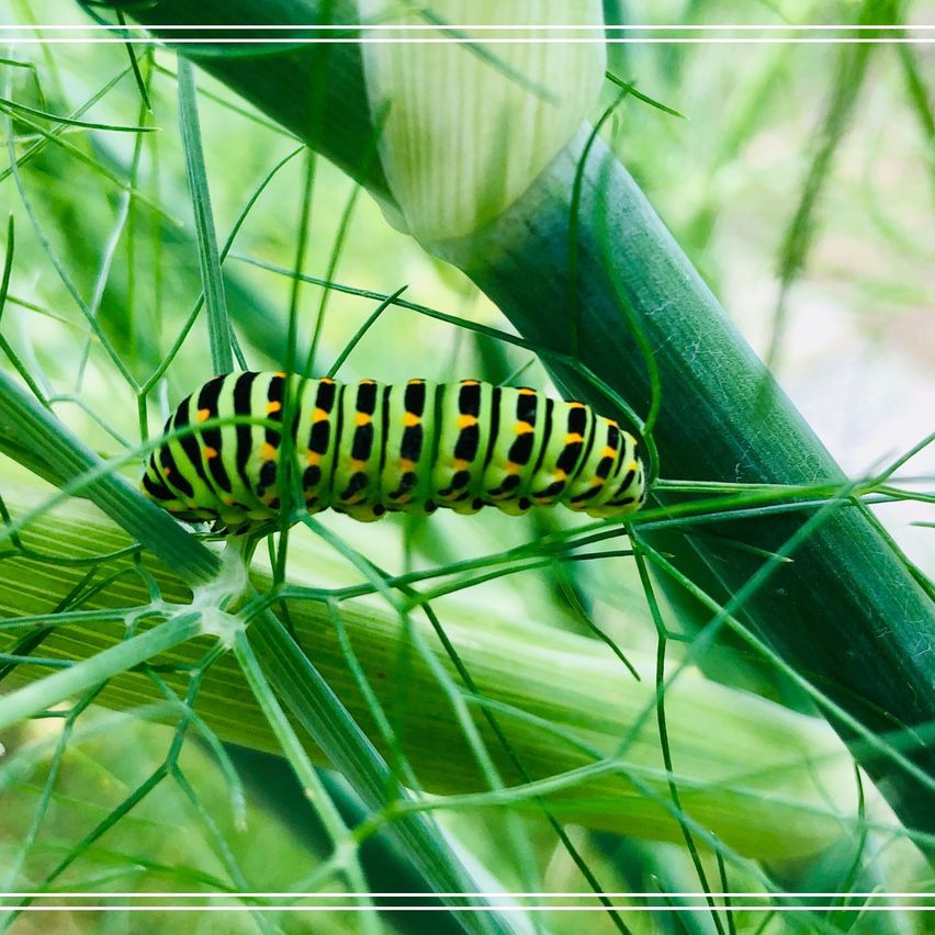 Bild enthält, Food, Seasoning, Plant, Dill, Animal, Insect, Invertebrate