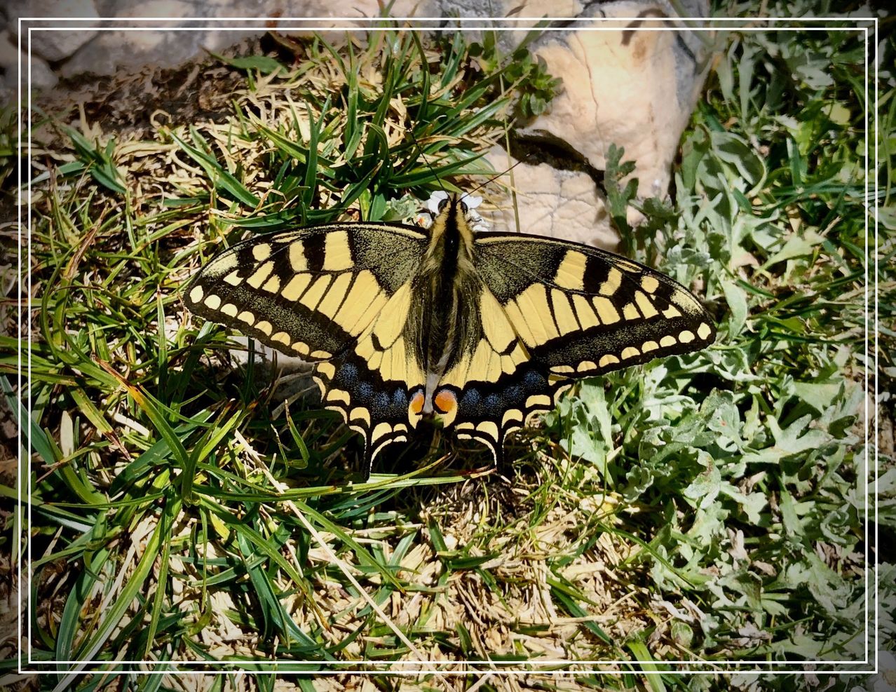 Bild enthält, Plant, Animal, Butterfly, Insect, Invertebrate