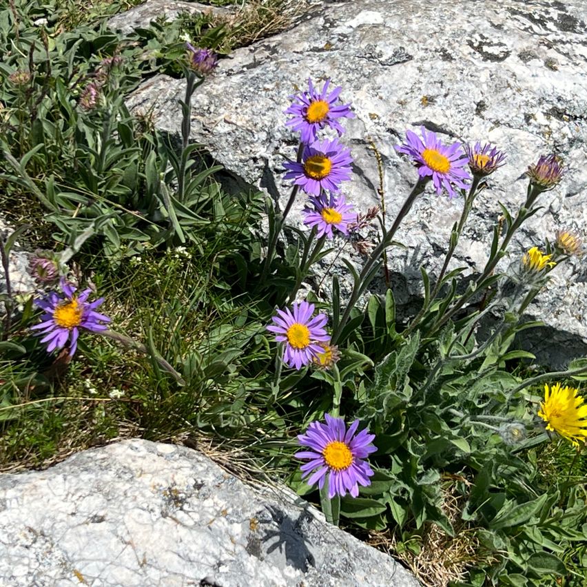 Ein Büschel aus lila und gelben Blumen wächst zwischen Felsen in einem Gebirgsgebiet. Die Blüten haben ein gelbes Zentrum und grüne Blätter.