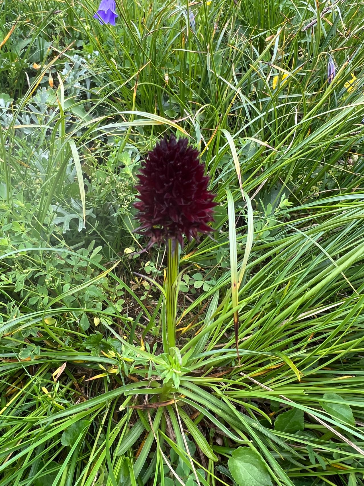 Ein Nahaufnahme einer tiefmarmorfarbenen Blume, umgeben von üppigem grünem Laub in einer Gartenumgebung.