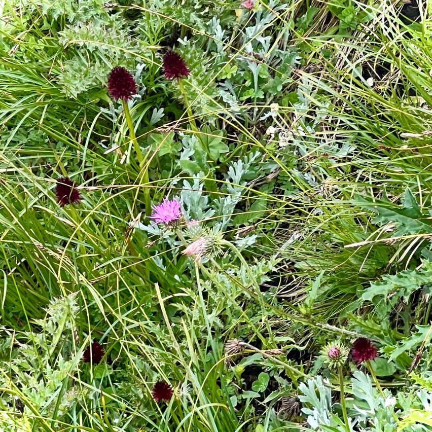 Ein Feld mit üppigem grünem Gras und verschiedenen Pflanzen, darunter lila und rosa Blüten, ist zu sehen. Der Boden ist mit einer Mischung aus trockenem und grünem Gras bedeckt.