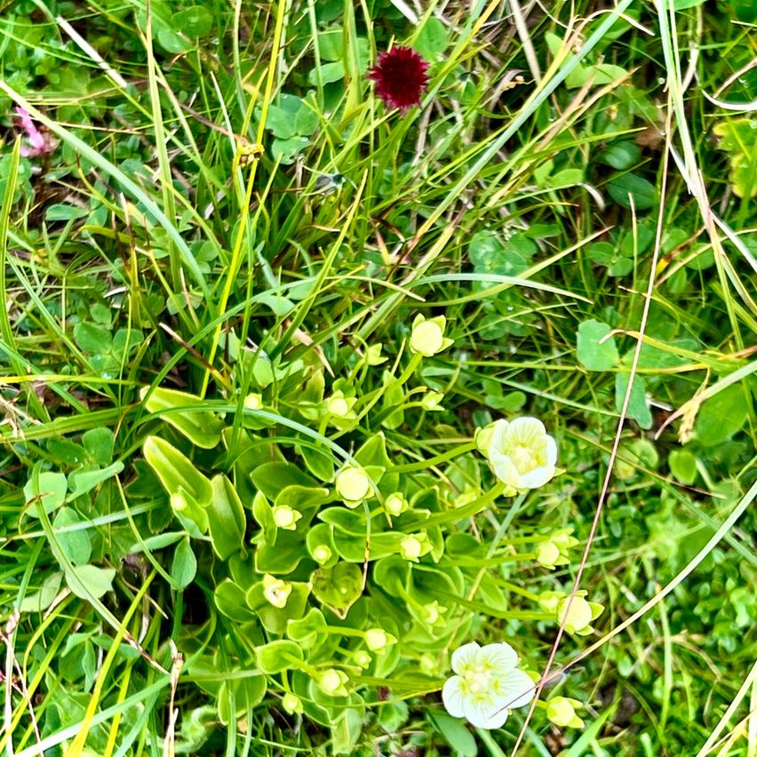 Eine Nahaufnahme von grünem Gras und kleinen weißen Blüten mit einer roten Blume im Hintergrund.