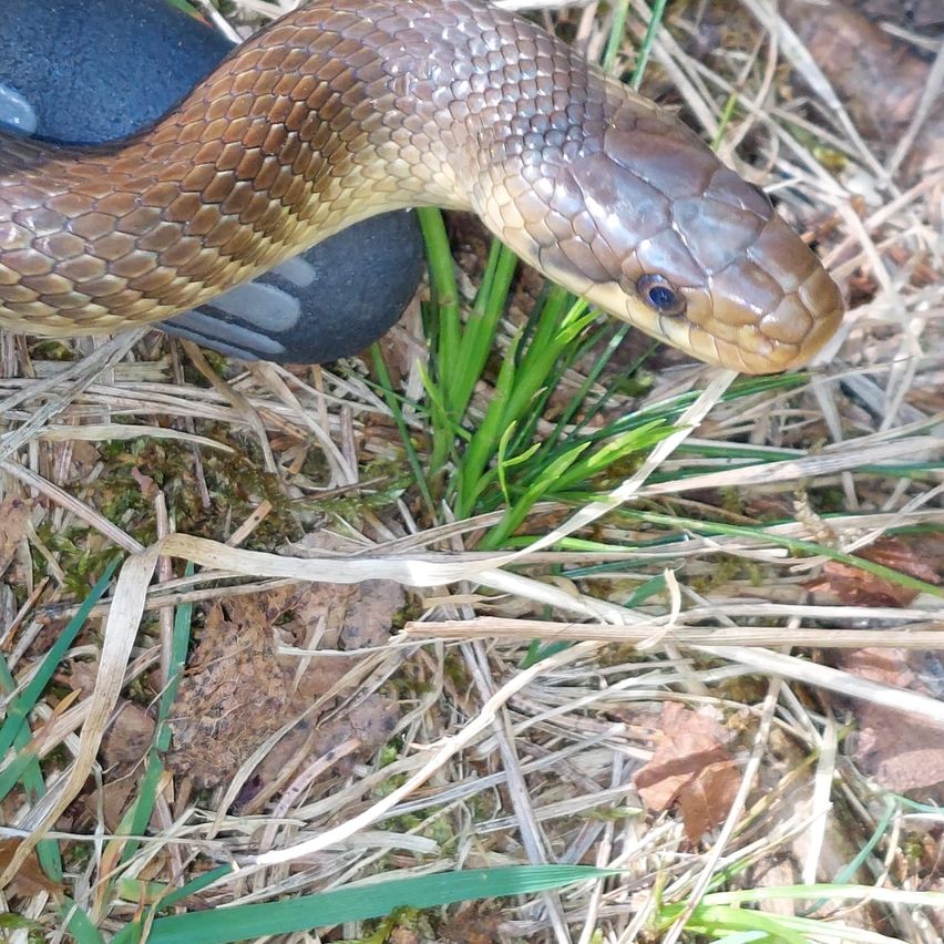 A close-up of a brown snake with a shiny, scaled body lying on the ground with some grass.