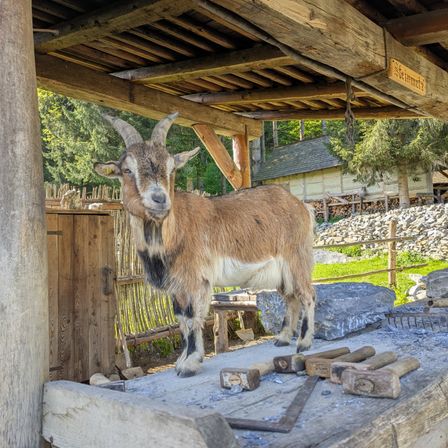 Ein brauner Ziegenbock mit schwarzen Flecken steht unter einem Holzschuppen, umgeben von Werkzeugen und Steinen. Im Hintergrund befinden sich ein Holzzaun und ein Gebäude.