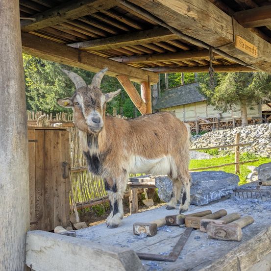 Ein brauner Ziegenbock mit schwarzen Flecken steht unter einem Holzschuppen, umgeben von Werkzeugen und Steinen. Im Hintergrund befinden sich ein Holzzaun und ein Gebäude.