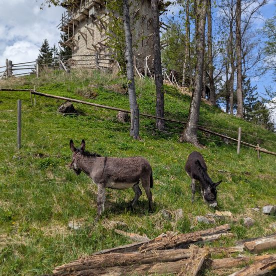 Zwei Esel grasen auf einem grünen Hügel mit einem im Bau befindlichen Steinturm im Hintergrund.