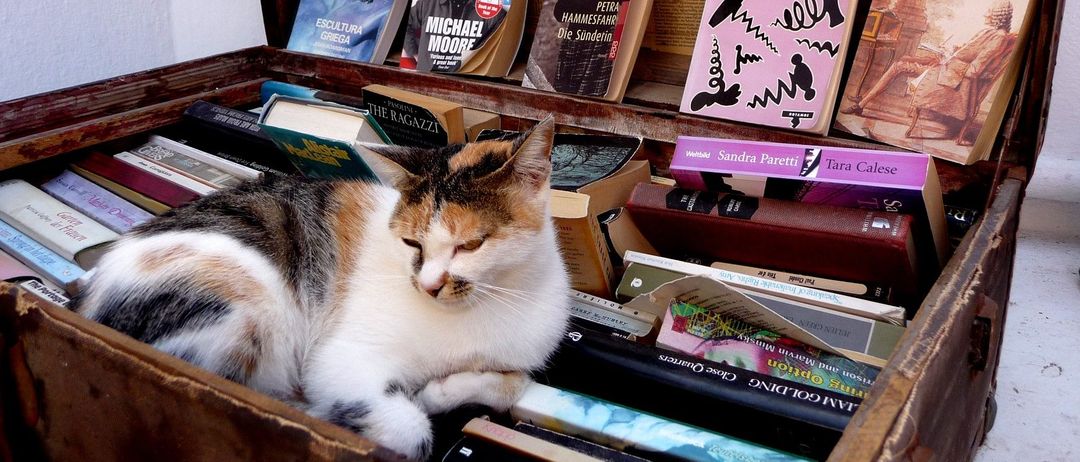 Bild enthält, Book, Publication, Box, Drawer, Furniture, Wood, Adult, Male, Man, Person