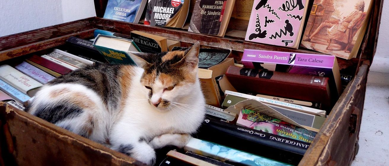 Bild enthält, Book, Publication, Box, Drawer, Furniture, Wood, Adult, Male, Man, Person