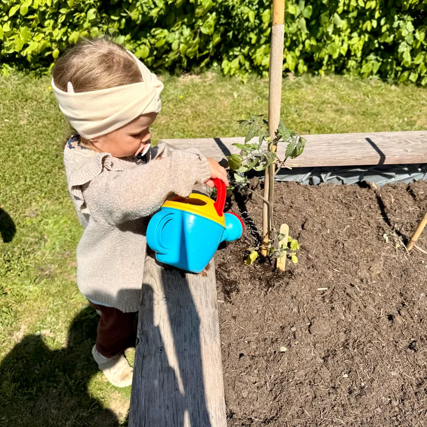Ein Kleinkind mit Kopfband gießt eine kleine Pflanze im Garten mit einer bunten Gießkanne.