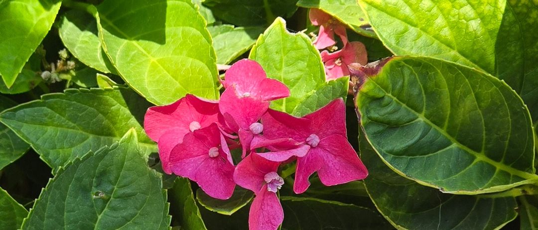Eine Nahaufnahme eines Büschels pinker und weißer Hydrangeenblüten, umgeben von leuchtend grünen Blättern. Einige Blüten scheinen zu blühen, während andere sich im frühen Stadium des Verwelkens befinden.