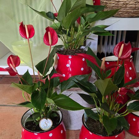 Bild enthält, Plant, Potted Plant, Flower, Flower Arrangement, Anthurium, Jar, Planter, Pottery, Vase, Leaf