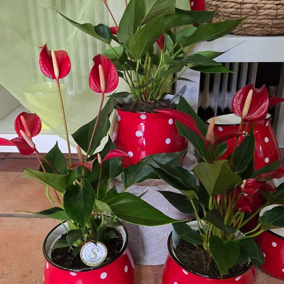 Bild enthält, Plant, Potted Plant, Flower, Flower Arrangement, Anthurium, Jar, Planter, Pottery, Vase, Leaf