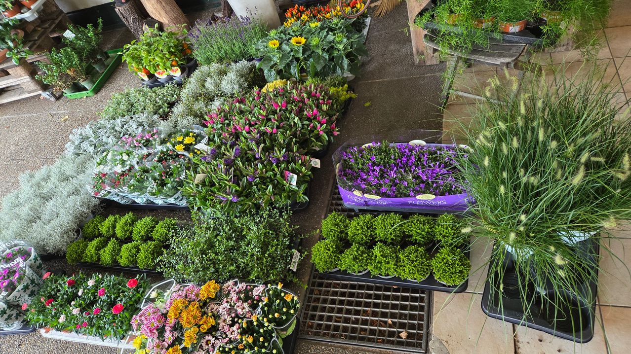 Eine Vielzahl von Topfblumen und Pflanzen sind auf einem Betonboden angeordnet, darunter pinke, gelbe und lila Blumen. Die Pflanzen sind ordentlich in Reihen angeordnet, einige in Plastikbehältern und andere in schwarzen Töpfen. Im Vordergrund ist ein Metallrost platziert.