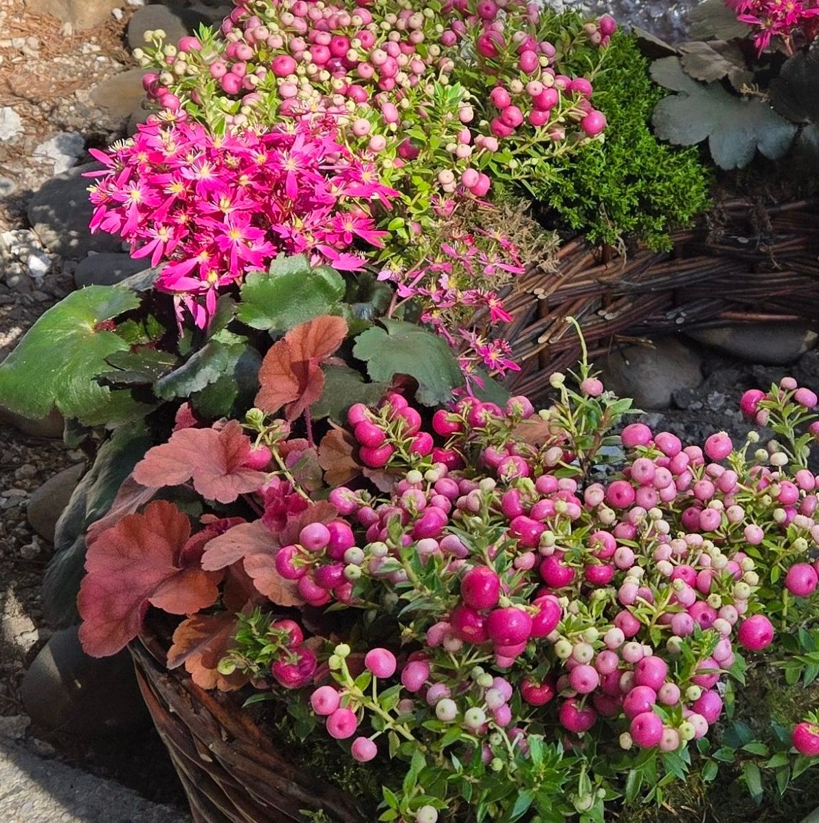 Ein Nahaufnahme von einem Korb voller leuchtend pinker und weißer Blumen, umgeben von grünen Blättern und kleinen Steinen auf dem Boden.