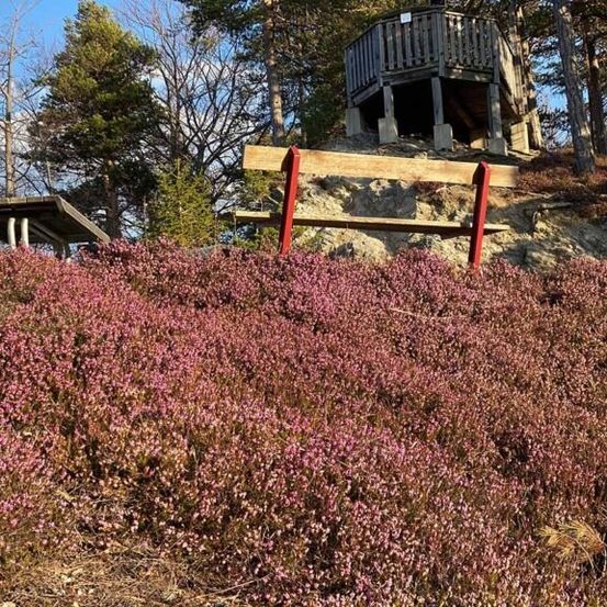 Eine Holzbank auf einem felsigen Hügel, der mit blühender lila Heide bedeckt ist, ein hölzerner Aussichtsturm im Hintergrund und Bäume umgeben das Gebiet.
