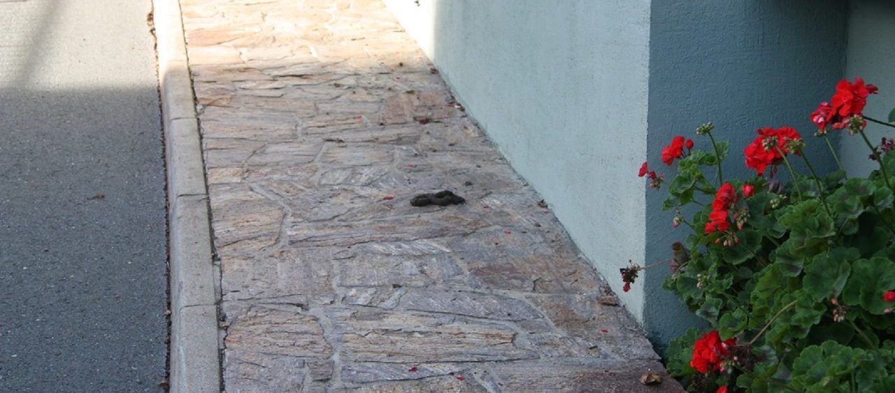 Bild enthält, Path, Sidewalk, Walkway, Flagstone, Geranium, Potted Plant, Road, Street, Slate, Petal