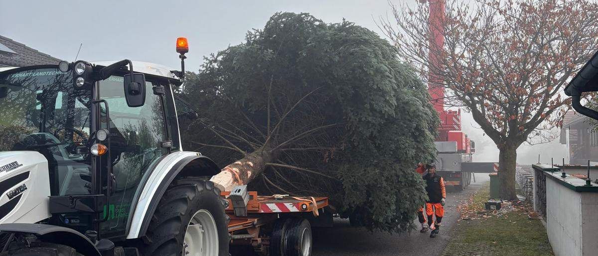 Ein Traktor mit einem großen Baum auf dem Anhänger wird auf einer Straße gefahren. Ein Mann geht neben dem Baum, und ein Kran ist in der Nähe.