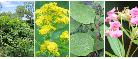 Ein Rundgang in der Natur zur Erkennung invasiver Pflanzen. Datum: 18. Juni 2026, 17:30. Treffpunkt: Rathaushof Leibnitz. Kontakt: Tina Muchitsch unter 03452/82 423-126 oder tina.muchitsch@leibnitz.at.