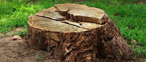 Bild enthält, Plant, Tree, Tree Stump