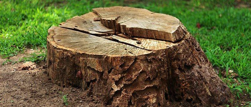 Plant, Tree, Tree Stump