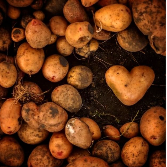 Bild enthält, Food, Plant, Potato, Produce, Vegetable, Fungus, Fruit, Pear