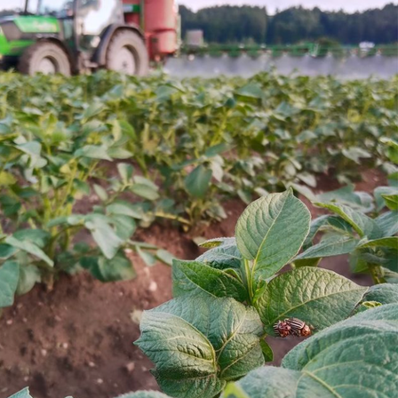 Bild enthält, Tobacco, Machine, Wheel, Outdoors, Plant, Nature, Leaf