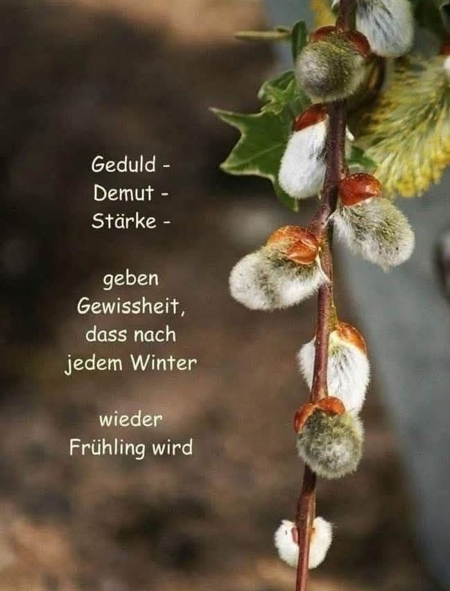 Eine Pflanze mit Blütenknospen, umgeben von Blättern, hat einen deutschen Zitat. Das Zitat bedeutet Geduld, Demut und Stärke geben Gewissheit, dass nach jedem Winter wieder Frühling kommt.