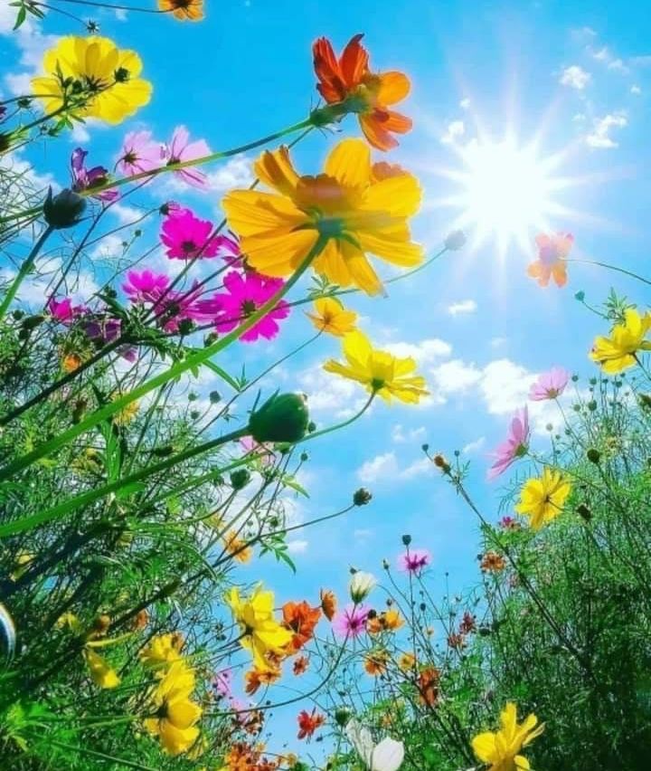 Bunte Blumen blühen vor blauem Himmel mit strahlender Sonne und Wolken.