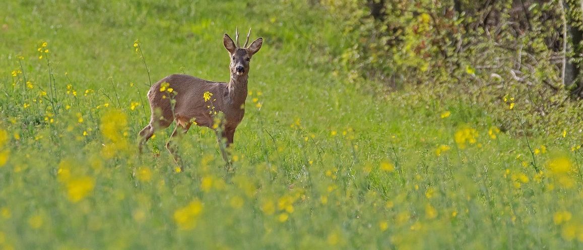Ein Reh mit Geweih steht wachsam in einem Feld mit gelben Blumen, mit Grün und Büschen im Hintergrund.