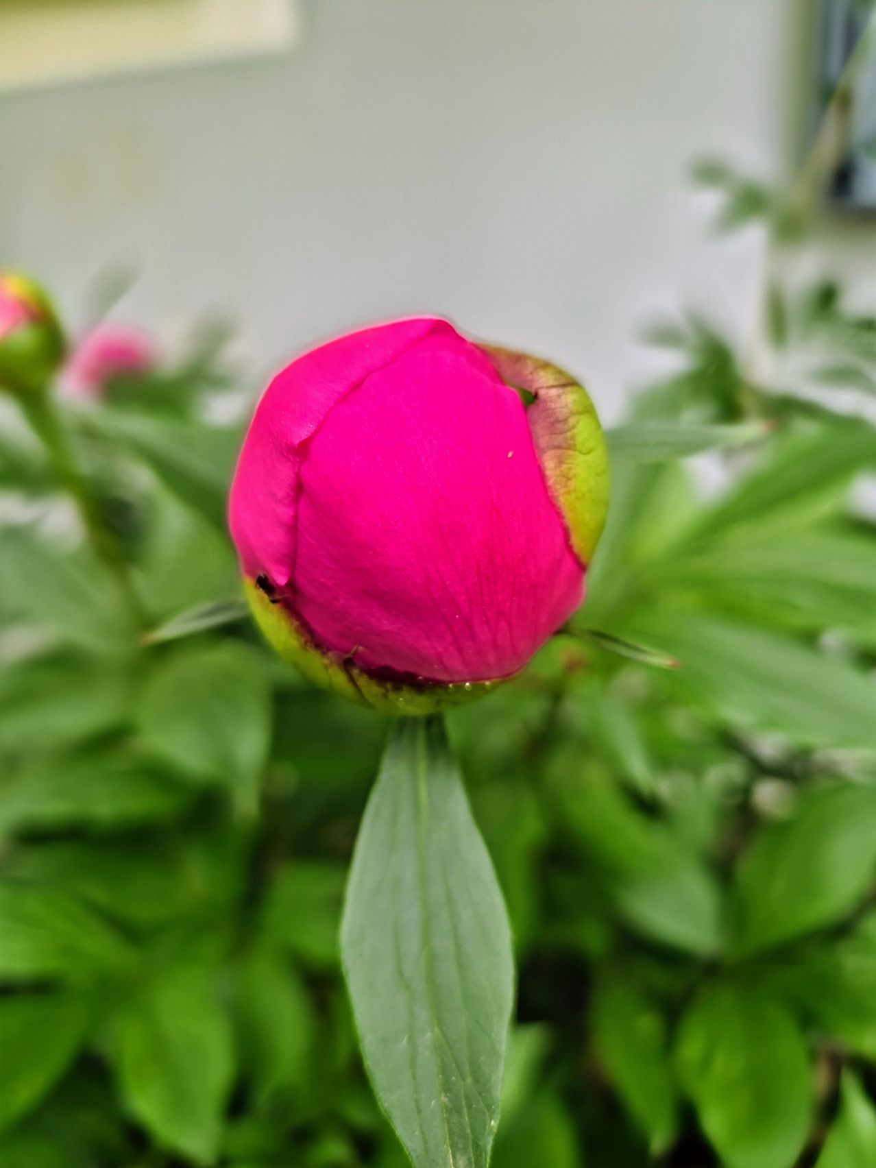 Eine Nahaufnahme einer leuchtend rosafarbenen Pfingstrose mit grünen Blättern im Hintergrund. Die Blume sieht frisch aus und hat leichte Tautropfen.