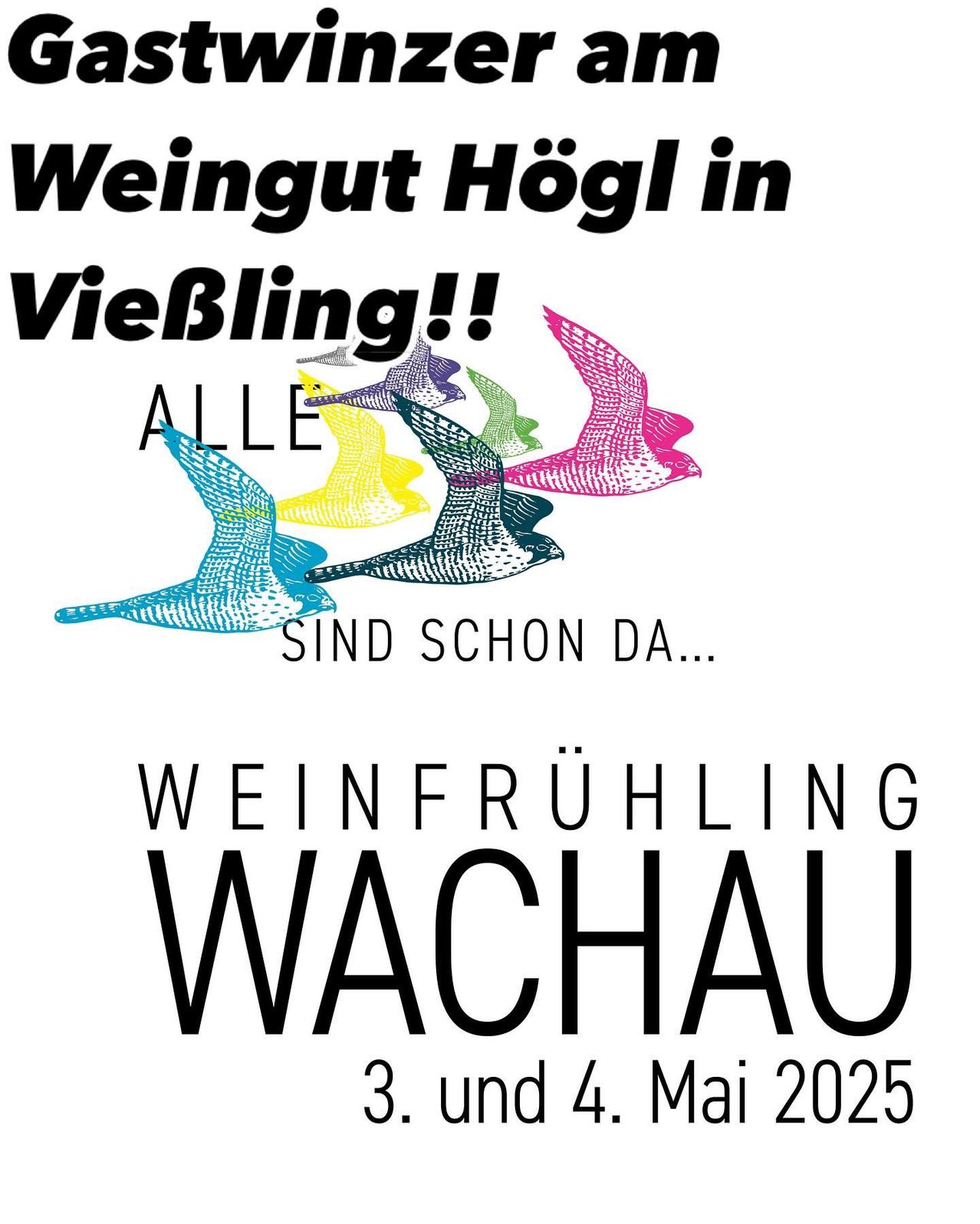 Plakat für das Weinfest Wachau. Es steht geschrieben: 'Weingut Högl in Viebling! Alle sind schon da. Weinfrühling Wachau, 3. und 4. Mai 2025.'