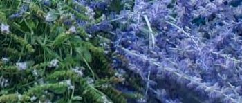 Eine Gruppe von Erwachsenen in einem Garten, einige halten Blumen. Sie stehen um einen Tisch herum, der mit Blumen und Kräutern gefüllt ist. Dahinter stehen Bäume und eine Holzbank.