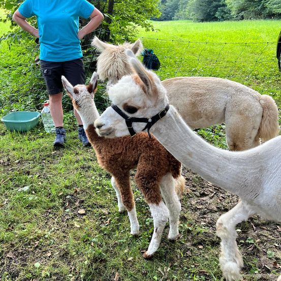 Bild enthält, Grass, Person, Portrait, Vegetation, Boy, Male, Teen, Soil, Tree, Mammal