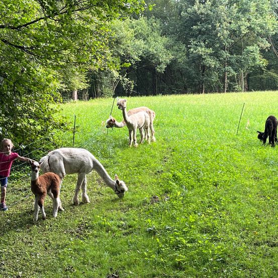 Bild enthält, Field, Grassland, Nature, Outdoors, Countryside, Pasture, Grazing, Child, Girl, Person