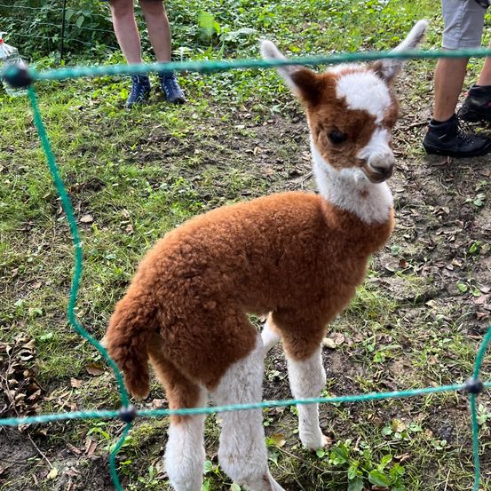 Bild enthält, Grass, Soil, Animal, Mammal, Person, Boy, Child, Male, Dog, Shorts