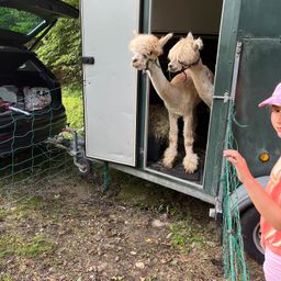 Bild enthält, Spoke, Shelter, Person, Car, Shorts, Wheel, Face, Alloy Wheel, Animal, Mammal