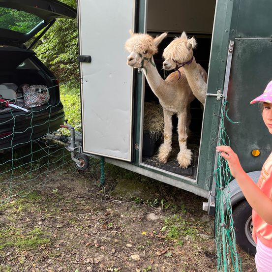 Bild enthält, Spoke, Shelter, Person, Car, Shorts, Wheel, Face, Alloy Wheel, Animal, Mammal