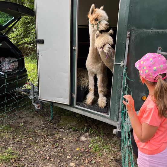Bild enthält, Child, Female, Girl, Person, Shorts, Animal, Dog, Mammal, Hat, Wheel