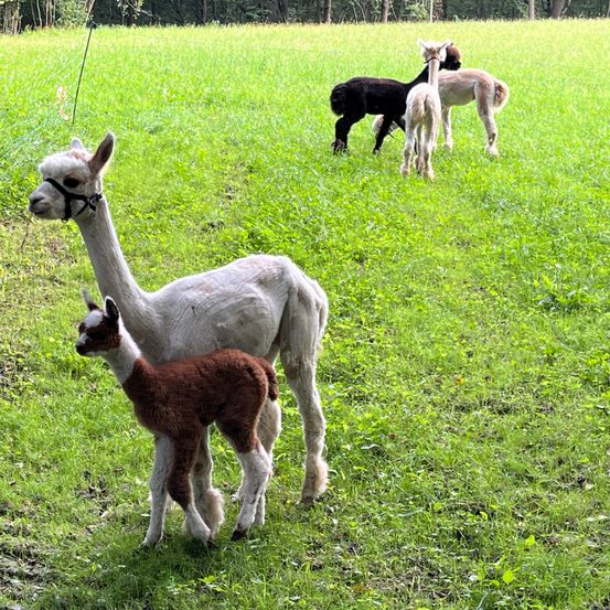 Bild enthält, Field, Grassland, Nature, Outdoors, Animal, Mammal, Antelope, Sheep, Llama, Countryside