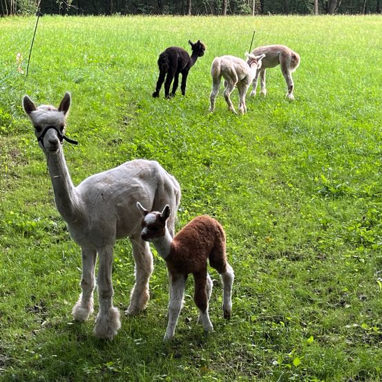 Bild enthält, Field, Grassland, Nature, Outdoors, Antelope, Mammal, Sheep, Countryside, Pasture, Dog