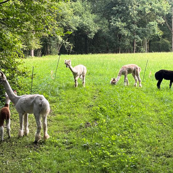 Bild enthält, Field, Grassland, Nature, Outdoors, Countryside, Pasture, Rural, Antelope, Ranch, Grazing