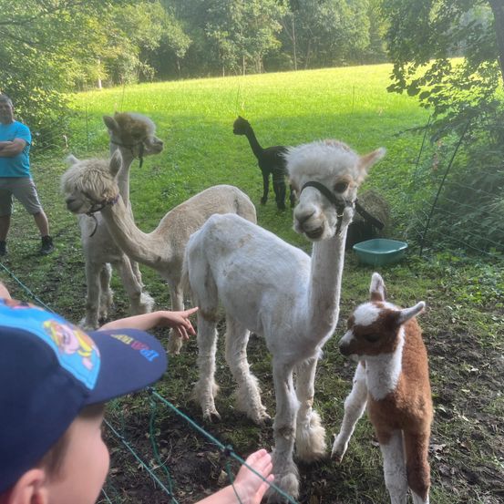 Bild enthält, Adult, Male, Man, Person, Grass, Vegetation, Animal, Mammal, Sheep, Tree