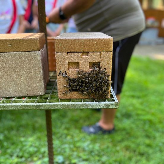 Bild enthält, Person, Animal, Bee, Honey Bee, Insect, Invertebrate, Grass, Plant, Apiary