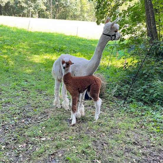 Bild enthält, Vegetation, Grass, Tree, Nature, Outdoors, Woodland, Animal, Mammal, Soil, Llama