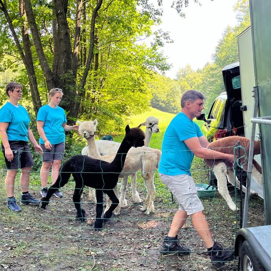 Bild enthält, Boy, Male, Person, Teen, Shorts, Wheel, Dog, Outdoors, Sheep, Face