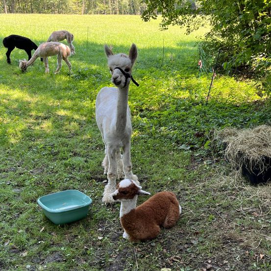Bild enthält, Field, Grassland, Nature, Outdoors, Grass, Antelope, Mammal, Vegetation, Sheep, Soil