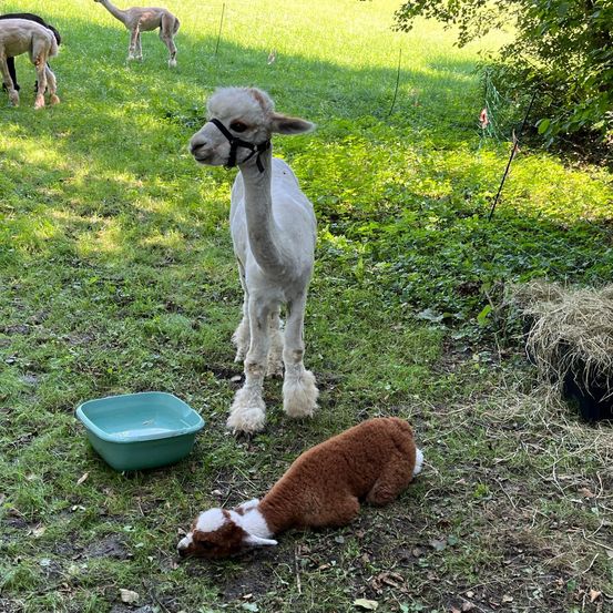 Bild enthält, Field, Grassland, Nature, Outdoors, Grass, Antelope, Mammal, Pasture, Dog, Sheep