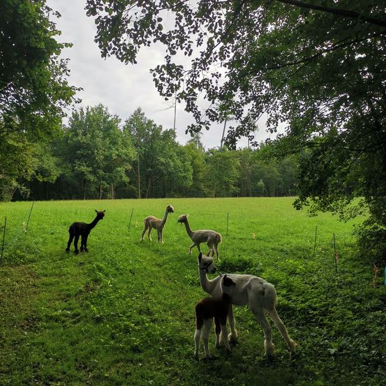 Bild enthält, Field, Grassland, Nature, Outdoors, Pasture, Vegetation, Grass, Green, Park, Tree
