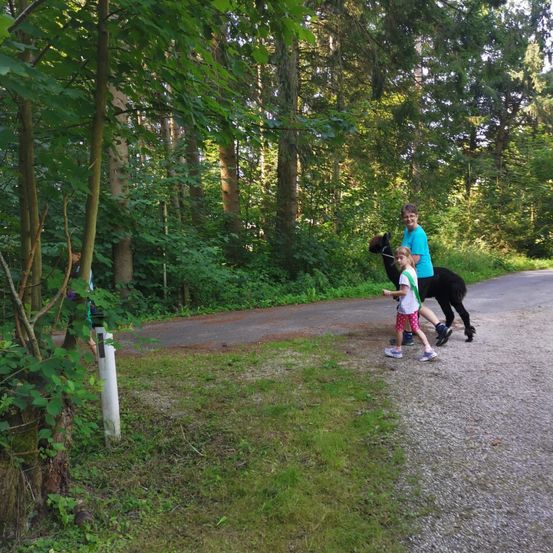 Bild enthält, Grove, Land, Path, Tree, Vegetation, Woodland, Grass, Park, Trail, Green